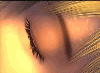 003600 - Aya`s `Showerscene` screenshot (from Parasite Eve II) was provided by Anna.